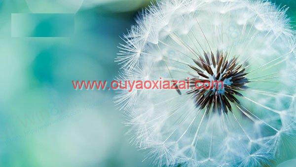 Ubuntu壁纸下载、Ubuntu壁纸大全
