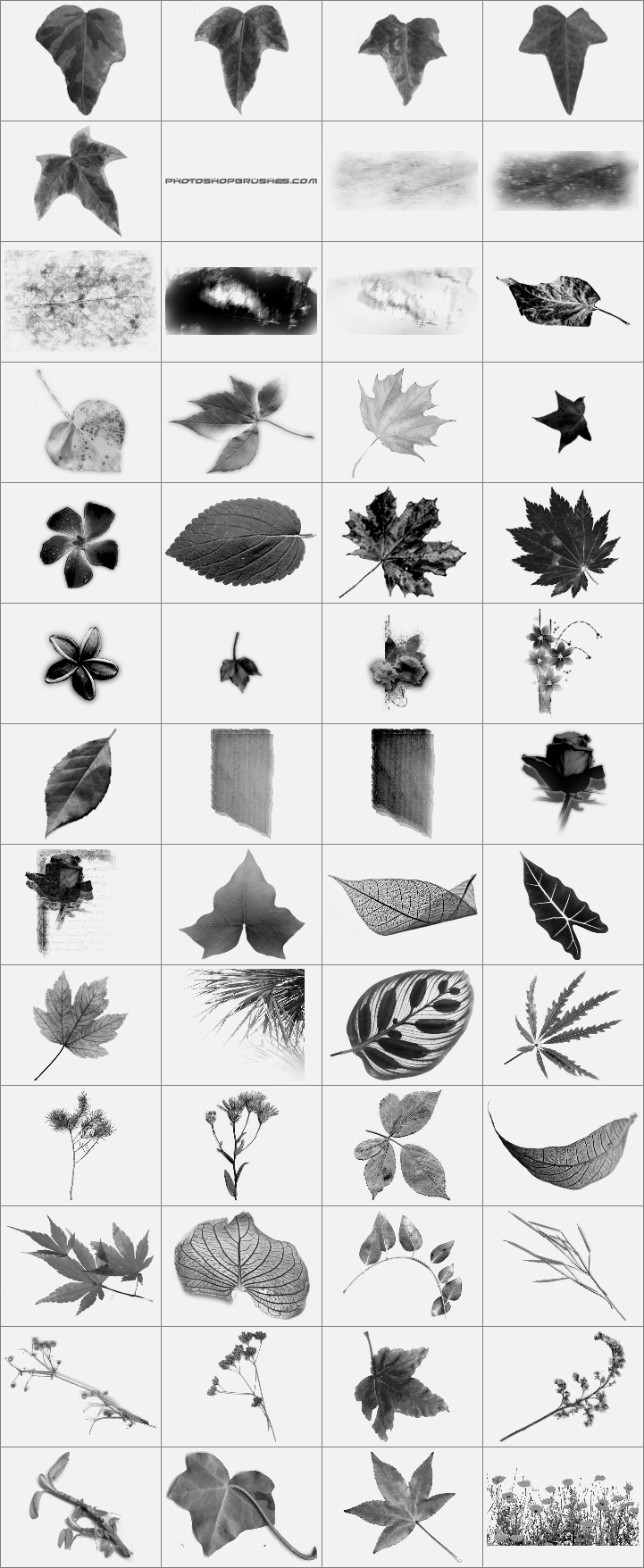 PS多种类型的植物树叶笔刷6个打包下载