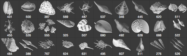 ps真实的海螺|贝壳图形笔刷、笔刷包素材 #.3