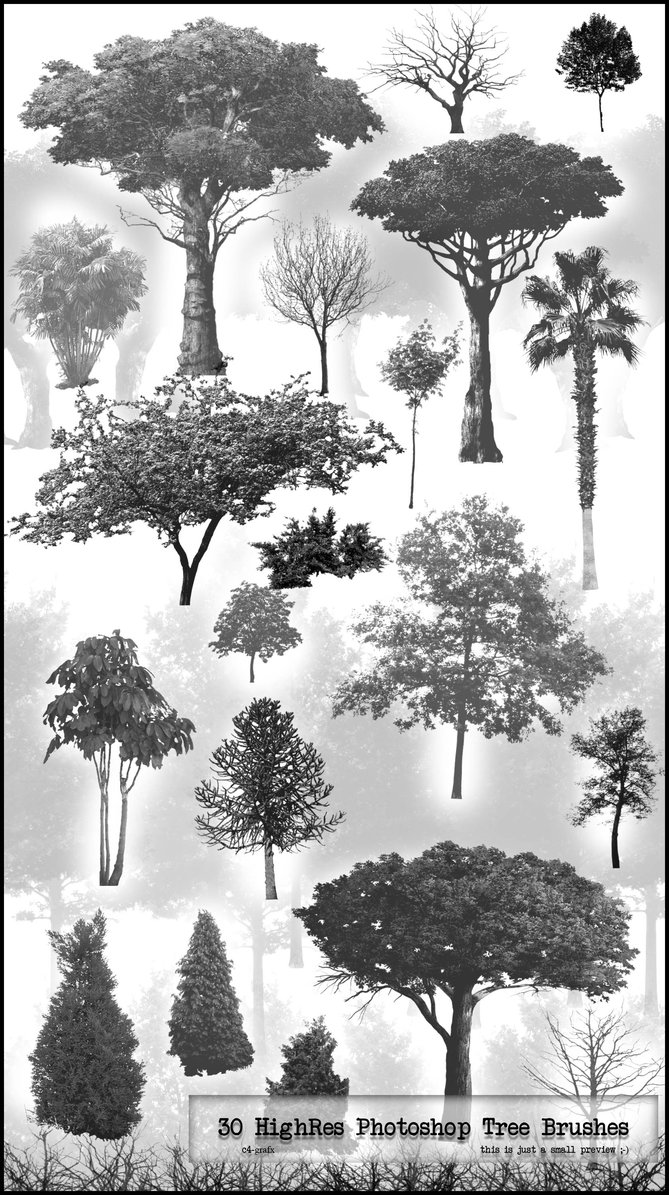 ps30种热带雨林树木|树林PS笔刷包|Photoshop笔刷