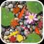 Fish Pond 3D鱼池动态壁纸